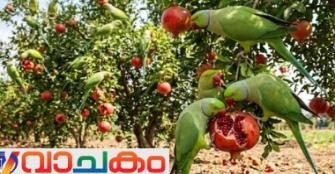 vachakam